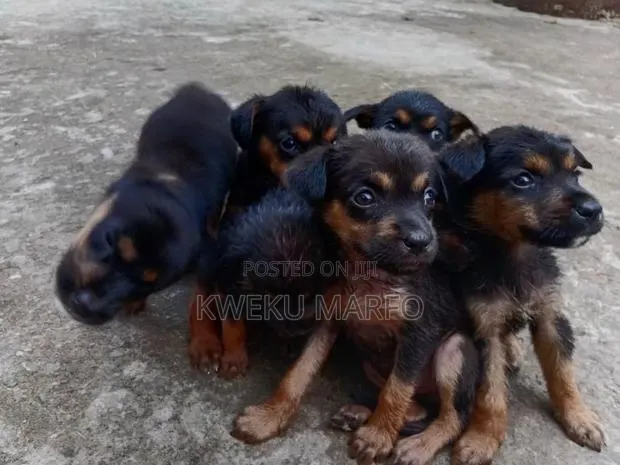 0-1 month Male Mixed Breed Rottweiler · Photo 1
