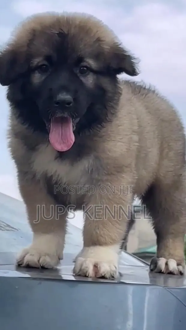 1-3 months Female Purebred Caucasian Shepherd · Photo 1