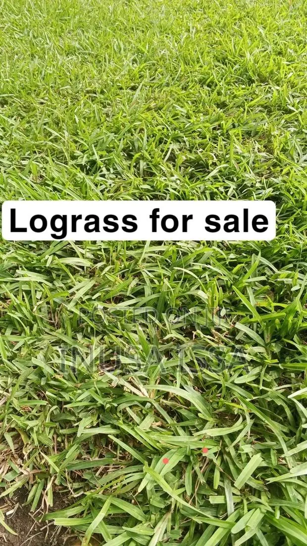Hultocure, Gardiner Services and Equipment , Selling of Burmuda Grass · Photo 1
