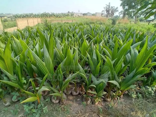 Exotic Hybrid Coconut Seedlings · Photo 1