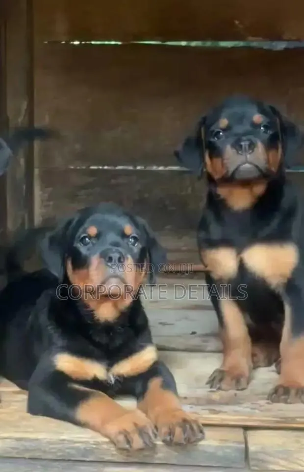 3-6 months Female Purebred Rottweiler · Photo 1