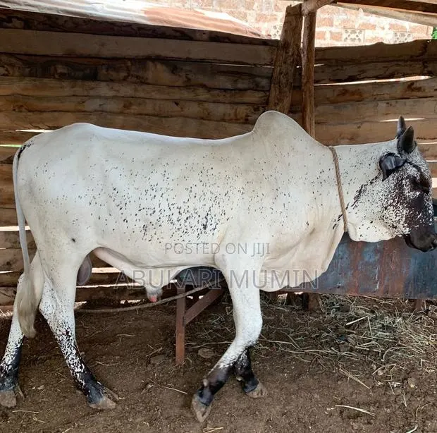 A Male Cow For Sell · Photo 1