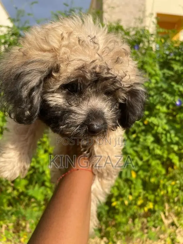 1-3 months Male Mixed Breed Poodle · Photo 1