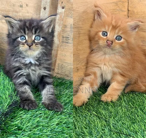 1-3 months Female Purebred Maine Coon · Photo 1