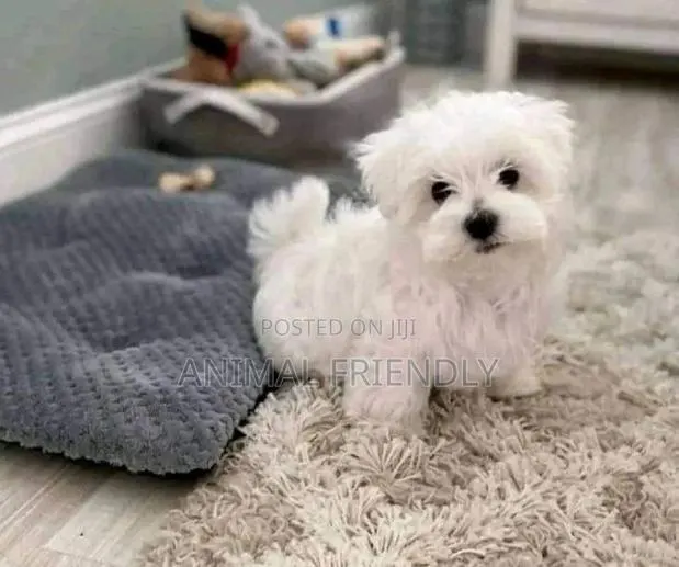 1-3 months Male Purebred Poodle · Photo 1