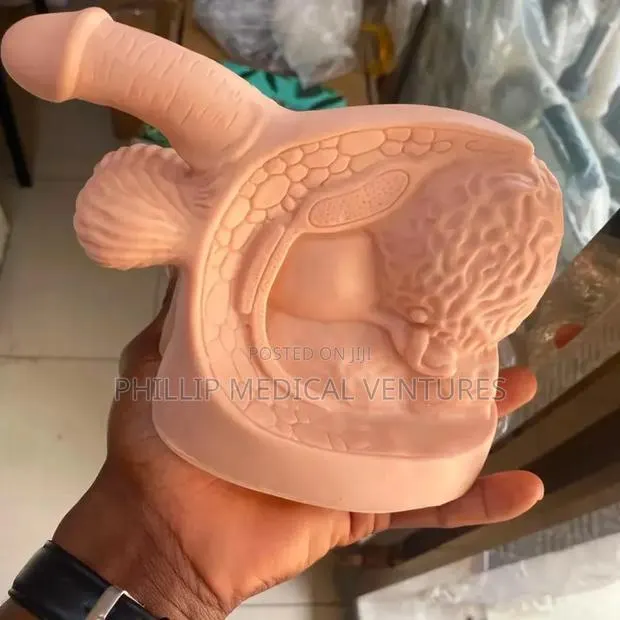 Male Genital Organ Model · Photo 1