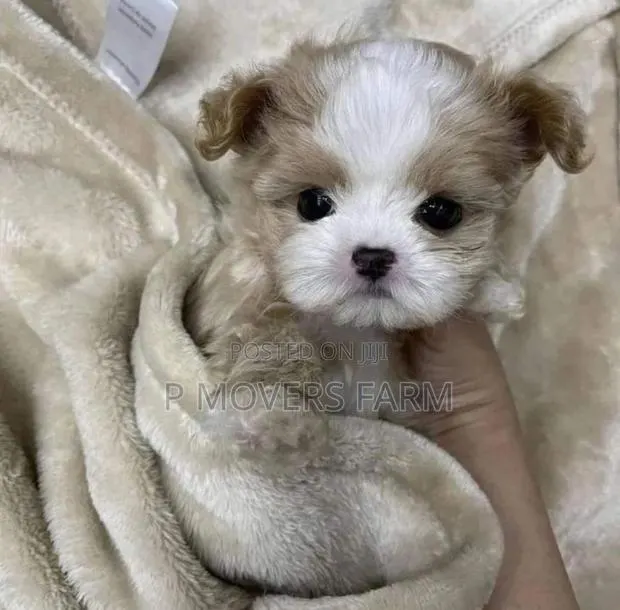1-3 months Male Purebred Poodle · Photo 1