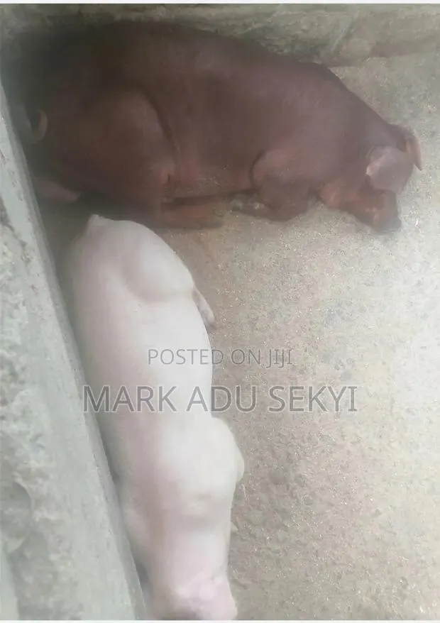 Farm Pigs. · Photo 1