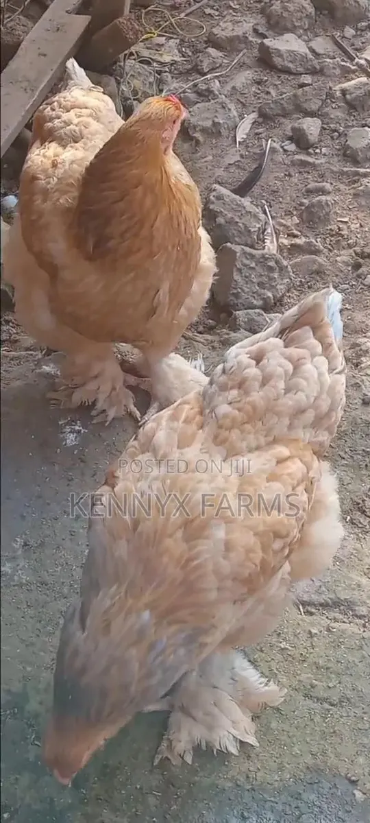Two Matured Female Brahma · Photo 1