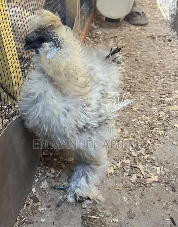 Silkie Chicken · Photo 2