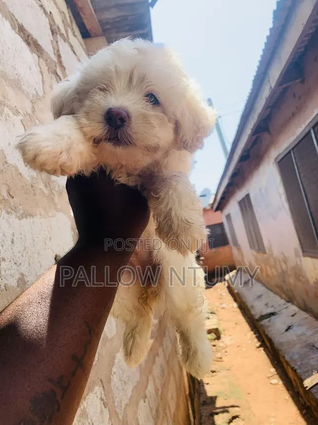 0-1 month Female Purebred Poodle · Photo 1