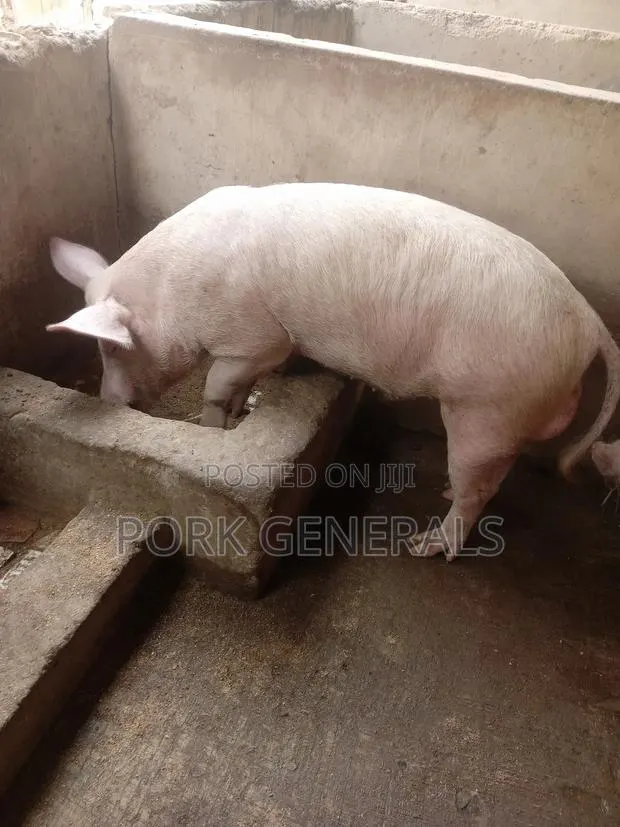 Healthy Pigs for Sale 10-130kgs · Photo 3