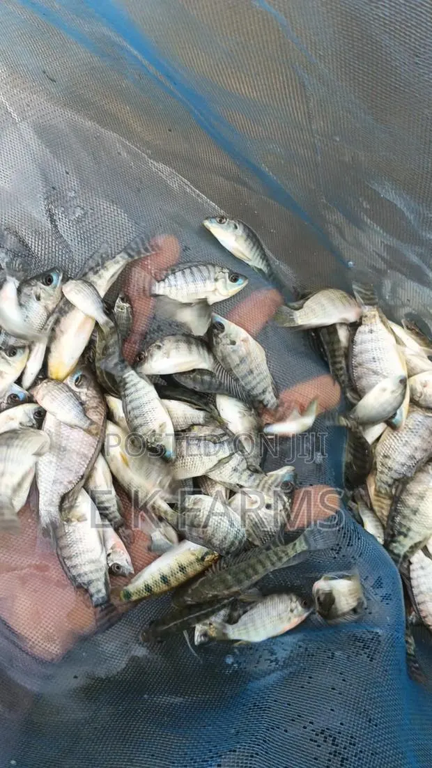 Fast Growing TILAPIA Juveniles Available in Stock · Photo 2