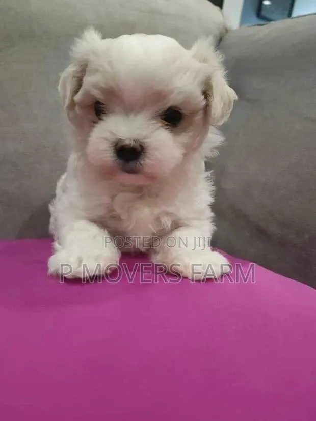 1-3 months Male Purebred Maltese · Photo 1