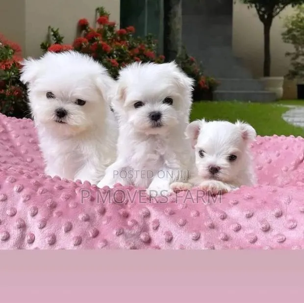 1-3 months Male Purebred Maltese · Photo 1
