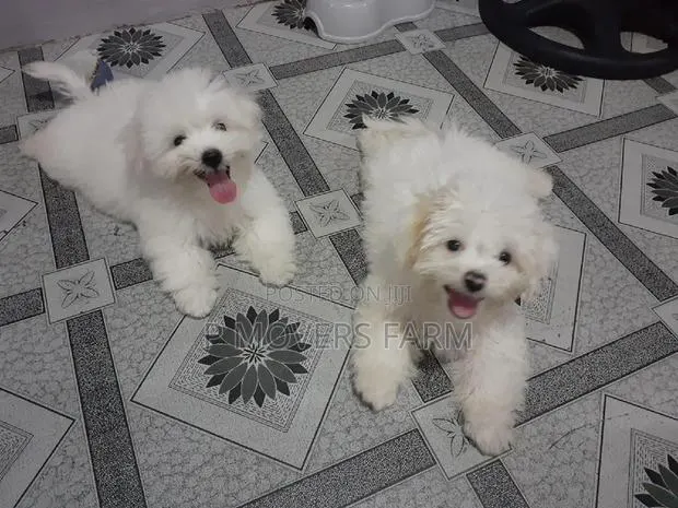 3-6 months Male Purebred Poodle · Photo 1