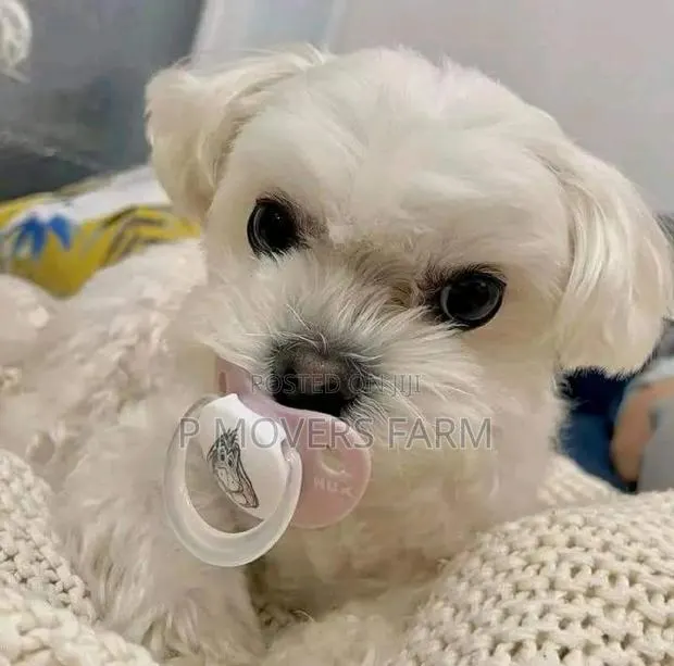 1-3 months Female Purebred Maltese · Photo 1