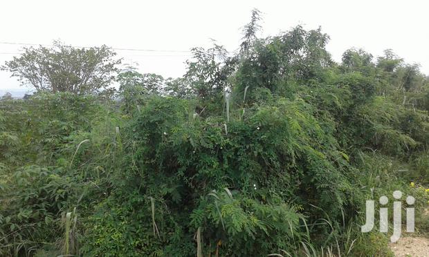 Farmlands,Residential Lands and Cocoa Farmlands · Photo 8