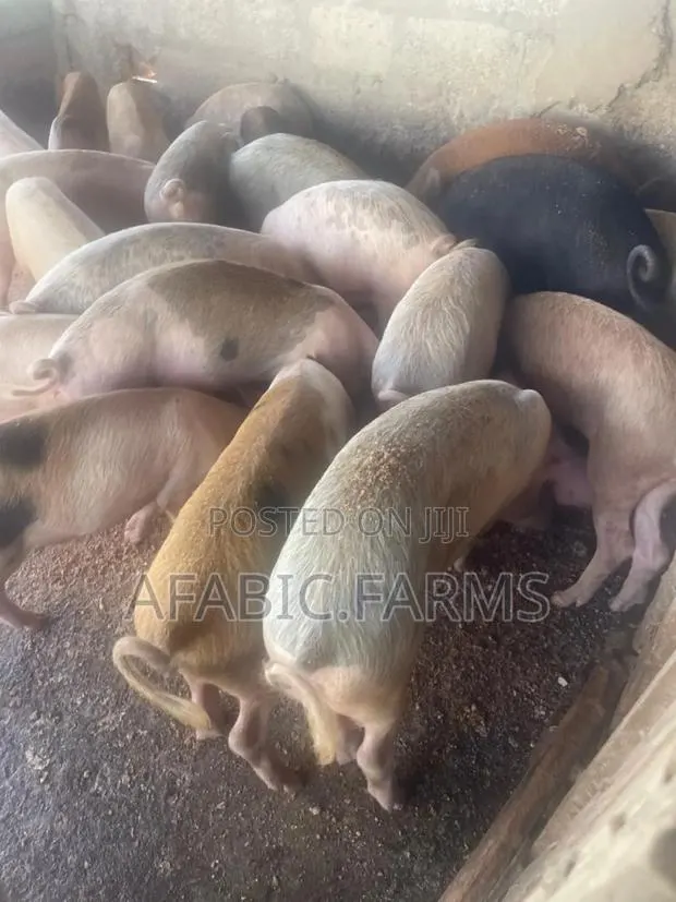 Healthy Lean Pig and Duroc for Sale · Photo 2