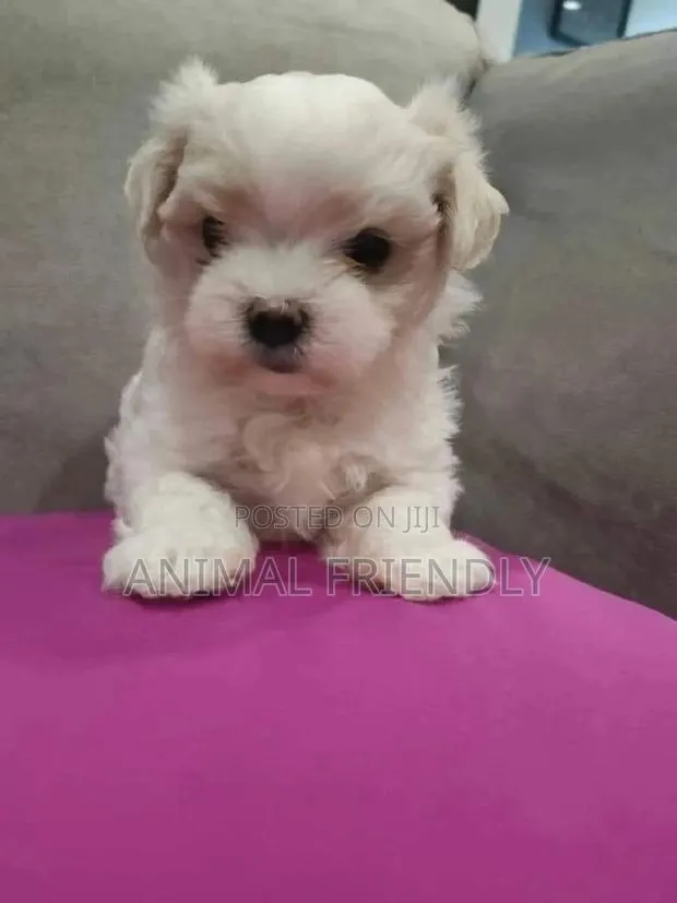 1-3 months Female Purebred Poodle · Photo 1