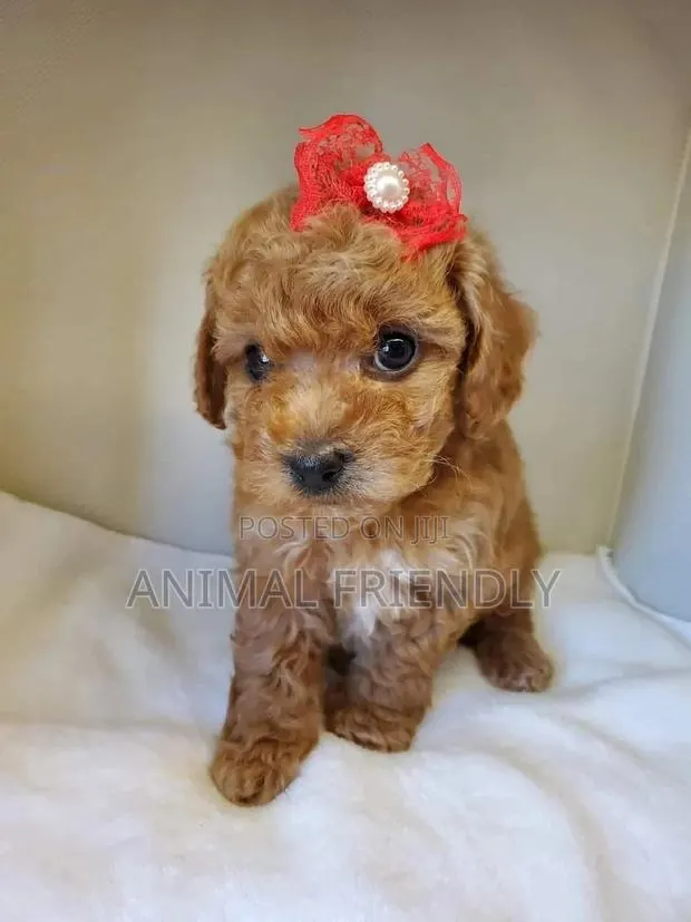 1-3 months Female Purebred Lhasa Apso · Photo 1