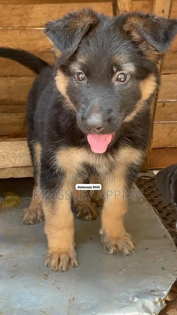 1-3 months Male Purebred German Shepherd · Photo 1