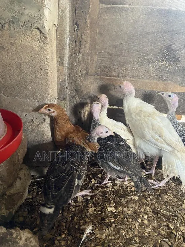 Hybrid Turkeys Poults 2-3 Months Old · Photo 1