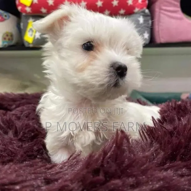 1-3 months Male Purebred Maltese · Photo 1
