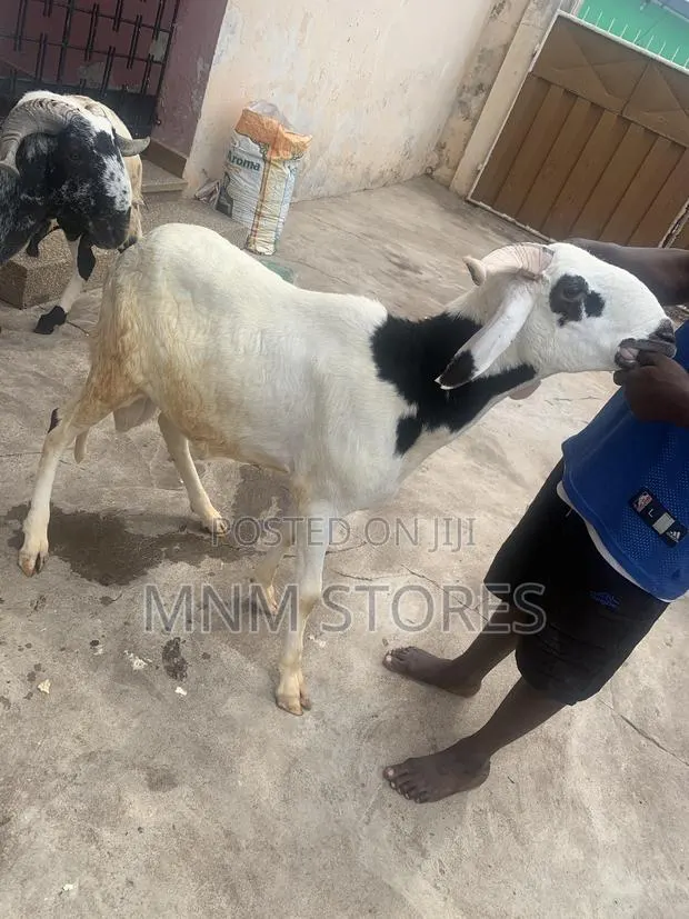 Male Sheep Black and White · Photo 2