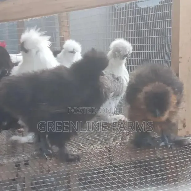 Silkie Chicken · Photo 1
