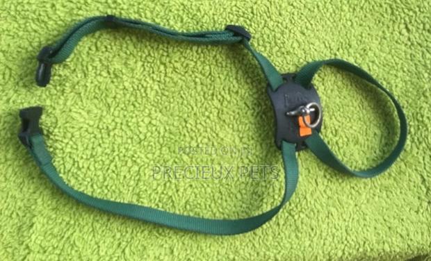 Toy Dogs Harbes · Photo 1