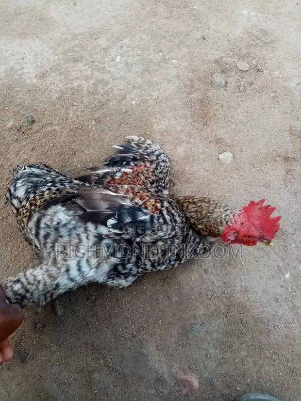 Local Chickens · Photo 4