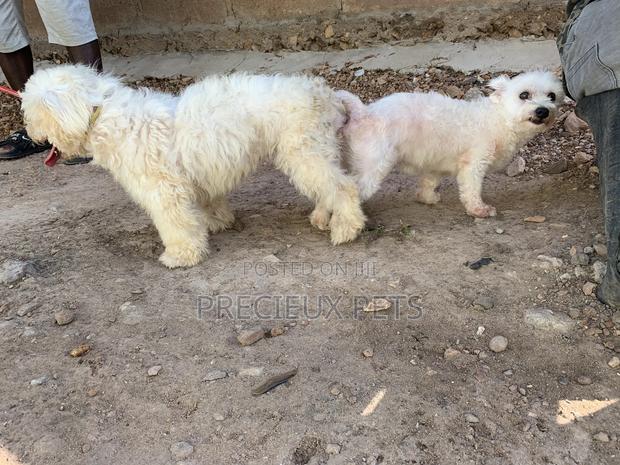 Stud Services For Maltese Male#1 · Photo 1