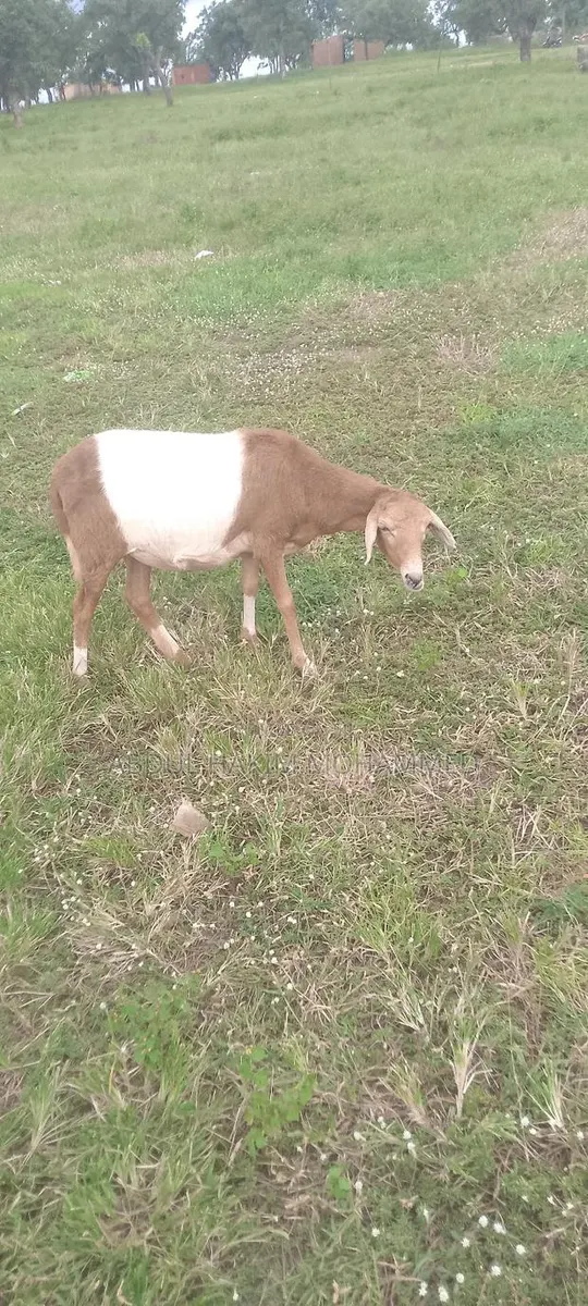 The Sheep Is Very Nice · Photo 1