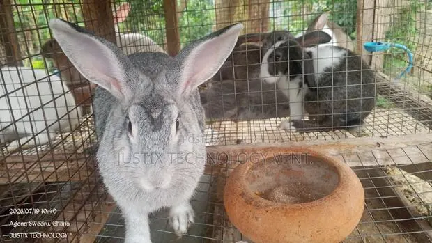Mature Chinchilla Rabbits · Photo 1