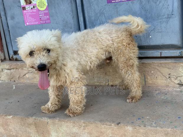 Male Maltese For Stud Services #3 · Photo 2