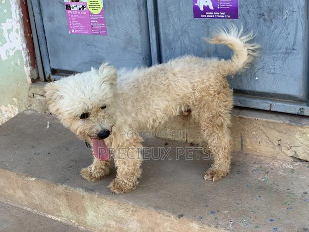 Male Maltese For Stud Services #3 · Photo 1