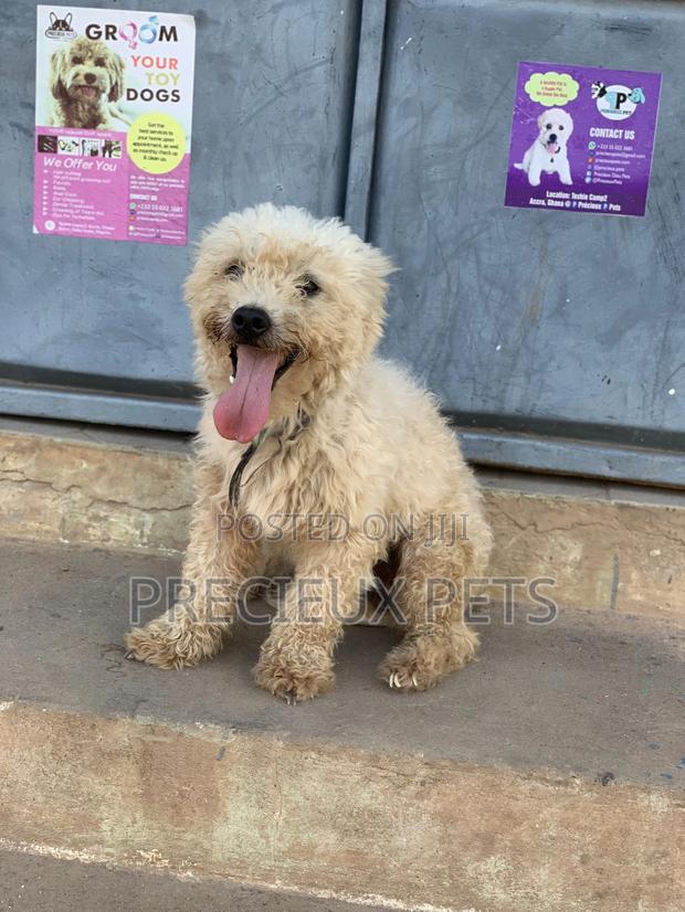 Male Maltese For Stud Services #3 · Photo 8