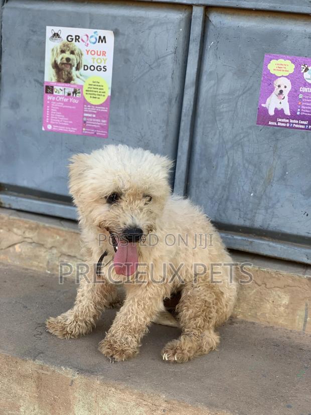 Male Maltese For Stud Services #3 · Photo 7