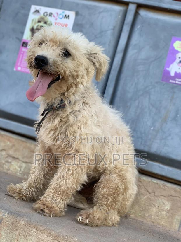Male Maltese For Stud Services #3 · Photo 6