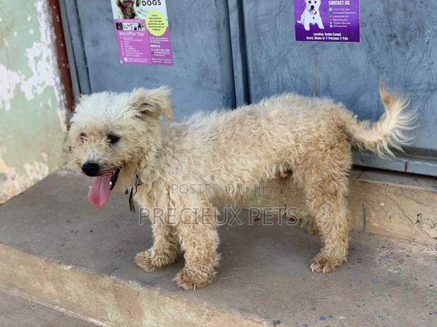 Male Maltese For Stud Services #3 · Photo 5
