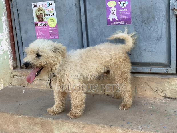 Male Maltese For Stud Services #3 · Photo 3