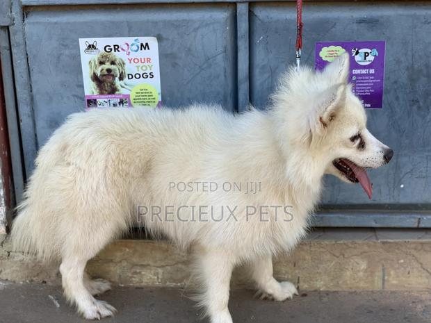 Stud Services For AMERICAN ESKIMO #1 · Photo 4