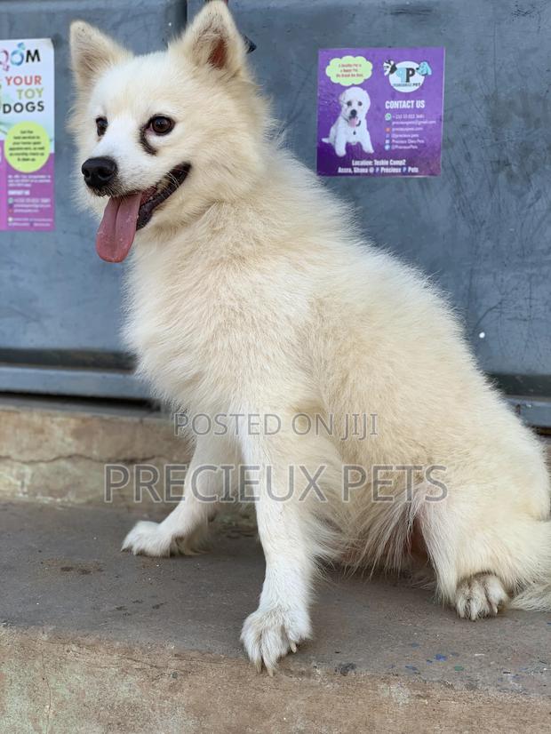 Stud Services For AMERICAN ESKIMO #1 · Photo 3