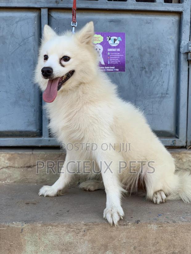 Stud Services For AMERICAN ESKIMO #1 · Photo 1