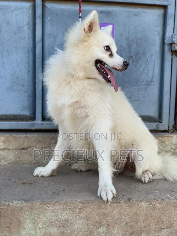 Stud Services For AMERICAN ESKIMO #1 · Photo 2