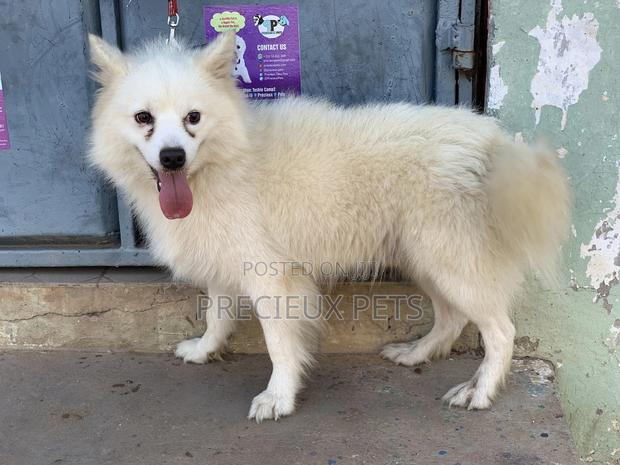 Stud Services For AMERICAN ESKIMO #1 · Photo 5