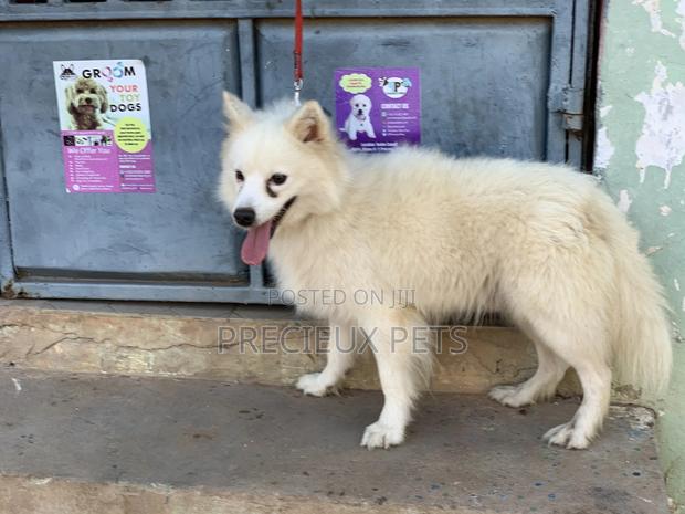 Stud Services For AMERICAN ESKIMO #1 · Photo 7