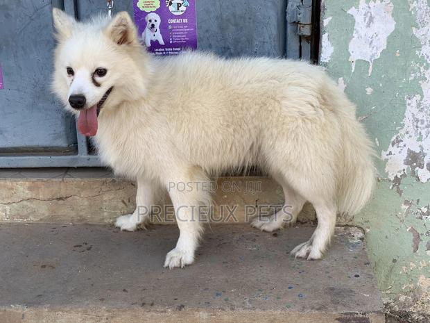 Stud Services For AMERICAN ESKIMO #1 · Photo 8