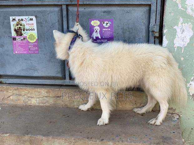 Stud Services For AMERICAN ESKIMO #1 · Photo 6
